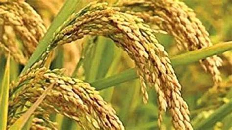 Govt Allocates Rs 50 Crore To Supplyco For Paddy Procurement Kerala