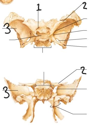 The Sphenoid Bone And Ethmoid Bone Flashcards Quizlet