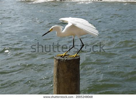 Wildlife On Anna Maria Island Florida Stock Photo 2005248068 | Shutterstock