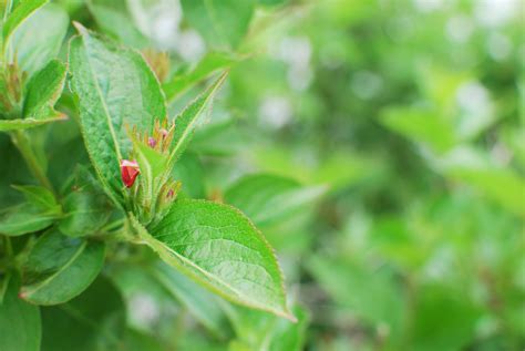 Free Images Tree Nature Leaf Flower Green Produce Insect Flora