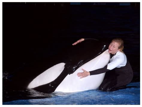 Did Dawn Brancheau Make A Mistake, Or Was SeaWorld Taking Risks With ...