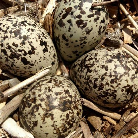 Killdeer Eggs | Eggs, Killdeer, Parakeet