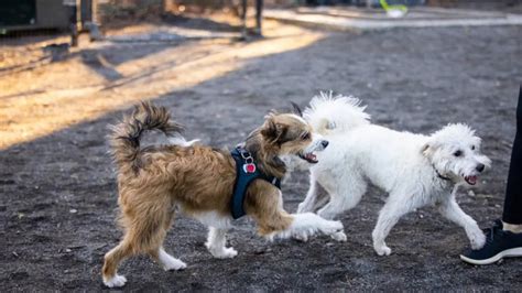 Les retrouvailles émouvantes dun chien et de son fils qui se sont