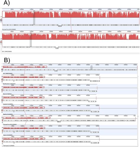 Progressive Mauve Whole Genome Alignment Generated Using Geneious Pro