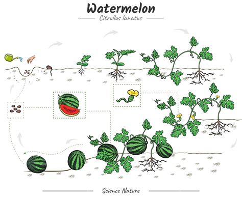 Premium Vector | Growing watermelon tree