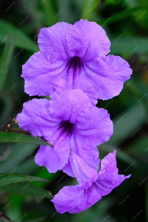 Premium Photo | Ruellia simplex, mexican petunia, mexican bluebell or