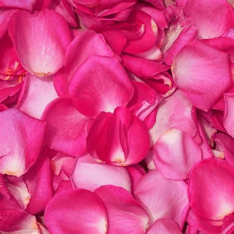 Bulk Flower Petals | Rose Flower Petals for Wedding | GlobalRose