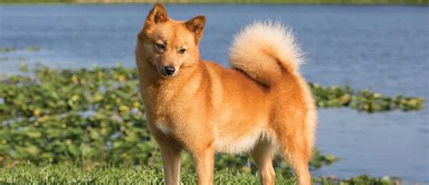 What Does A Finnish Spitz Look Like