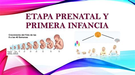 Etapa Prenatal July Udocz