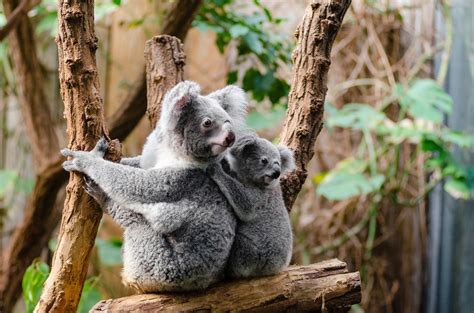 koala bears  stock photo public domain pictures