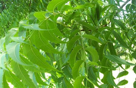 Neem Tree Leaves