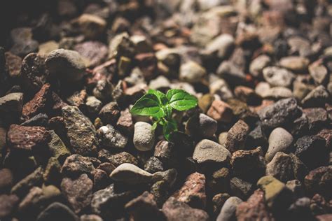 Plant Growing Between The Rocks Get More Photos For Free O Flickr