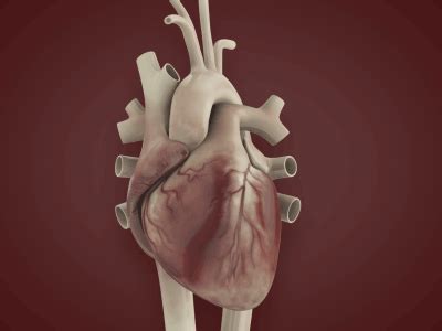 Animated Heartbeat [Gif] by Jamie Shields on Dribbble