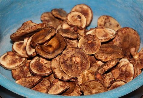 Bowl Of Lactarius Deliciosus Commonly Known As The Saffron Milk Cap