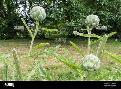 Globe Artichoke Cynara Cardunculus Scolymus Green Artichoke Plants With Ripe Flower Heads Ready