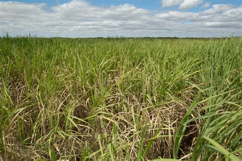 Moagem de cana atinge 45 milhões de toneladas Máquinas e Inovações