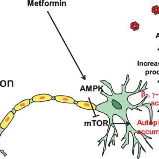 Schematic diagram of the mechanism mediating metformin-induced A ...