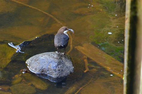 Dipper Nesting Rotten Calder Milheugh Blantyre James Brown Flickr