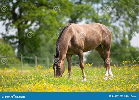 Pastoreio De Cavalos No Campo Imagem De Stock Imagem De Paisagem