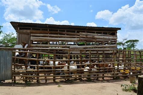 How To Design A Goat House Jaguza Farm Support