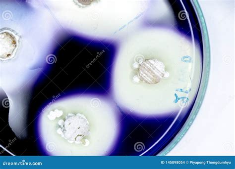 Testes De Droga Da Microbiologia Foto De Stock Imagem De Agar Fundo