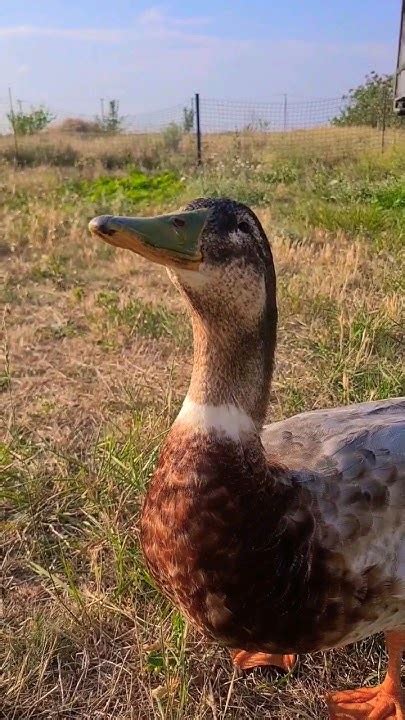 Глажу своего Гуся ️🦆 #смешныеживотные #гусь #утка #красавчик - YouTube
