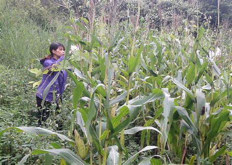 Khó khăn trước dịch Châu Chấu phá hoại mùa màng Đài Phát thanh và