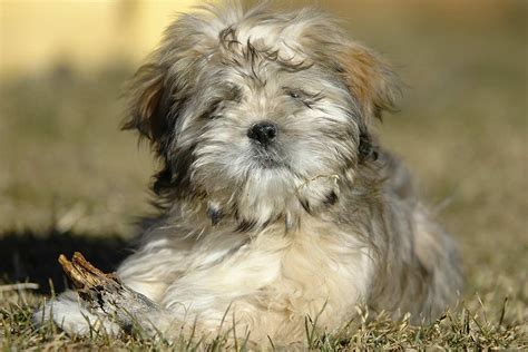 Meet the Lhasa Apso!