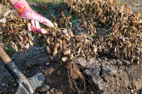 Harvesting peanuts in home garden ... | Stock image | Colourbox