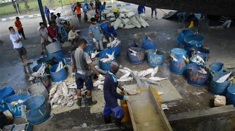 Aktivitas Bongkar Muat Ikan Kapal Pengangkut Ikan Di Pelabuhan