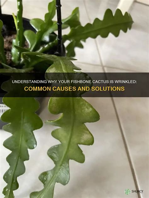 Understanding Why Your Fishbone Cactus Is Wrinkled Common Causes And