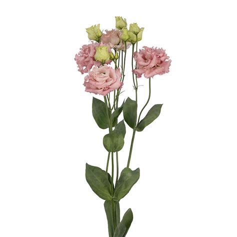 Eustoma Alissa 2 Pink · Loukykvět