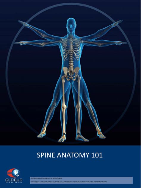 Spine Anatomy Manual | PDF | Vertebra | Bone 
