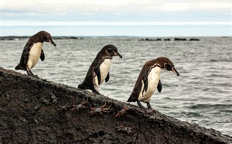 Microplastics May Be Accumulating In The Food Chain Of Endangered