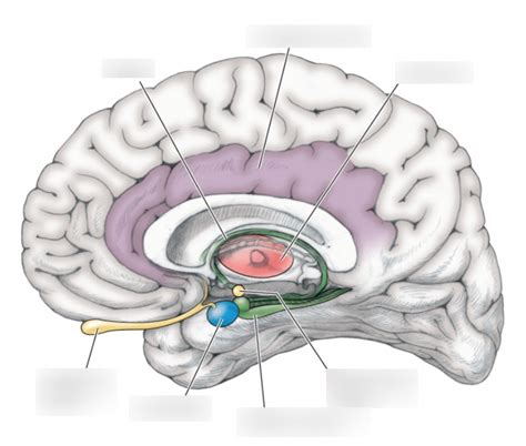 Unit 2 Limbic System PSYC 390 Diagram Quizlet