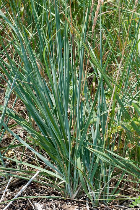 Leymus mollis (American lyme grass)