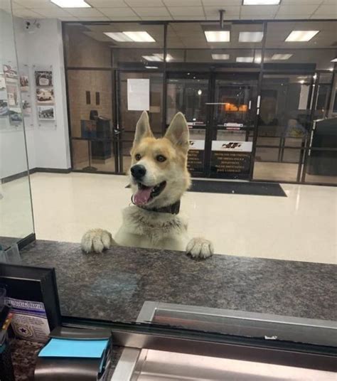 Lhistoire De La Fa On Dont Le Chien Sest Perdu Et Pour Rentrer Chez