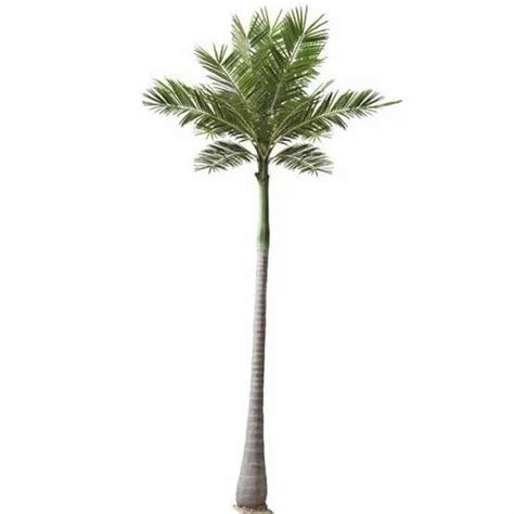 Natural Hyophorbe Lagenicaulis Foxtail Palm Tree Plant For Garden At