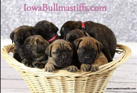 Iowa Bullmastiffs Bullmastiff Puppies For Sale In Osceola Ia Akc