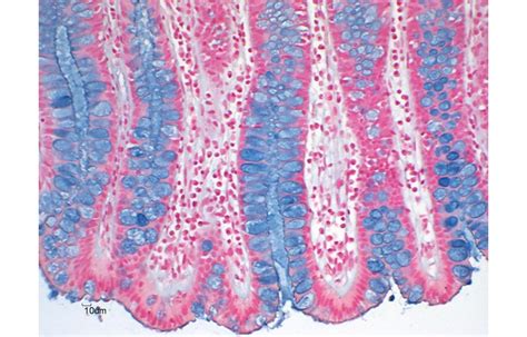 Formation En Coloration Histologique Label Histologie