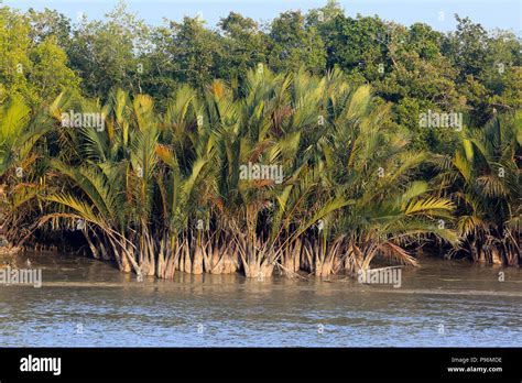 Mangrove Palm Hi Res Stock Photography And Images Alamy