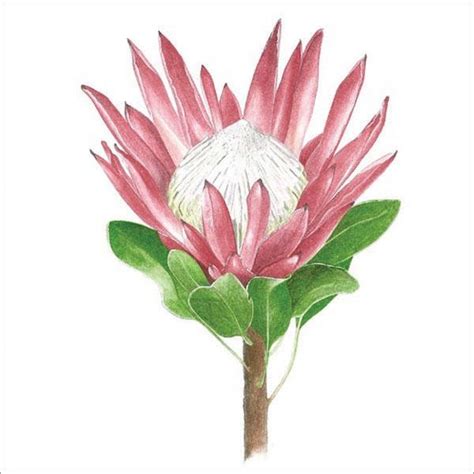 King Protea Watercolour Painting House Of Sofia