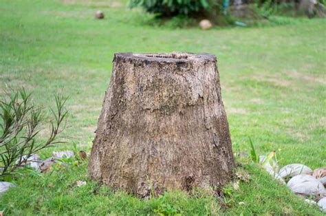 Palm Tree Stump Removal Helpful Tips And Tricks