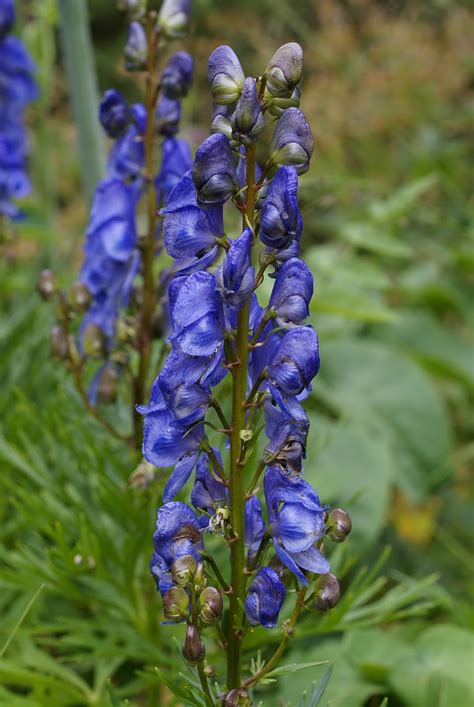 ACÓNITO Aconitum napellus El Mundo y sus Plantas