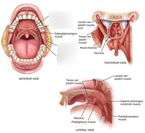 Muscles Of The Soft Palate Diagram Quizlet