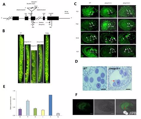 中国农业大学新闻网 媒体农大 中国农大张学琴课题组揭示atnop10基因影响拟南芥雌雄配子体的发育