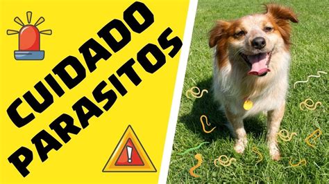 🛑 Parasitos En Perros ⏩ Descubre Como Saber Si Tu Perro Tiene Parasitos Youtube