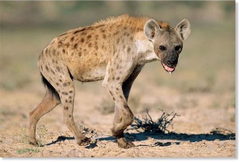 Hyena attack leaves 3 boys injured in Kenya — Earth Changes — Sott.net