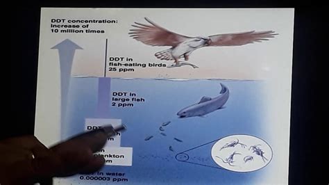 Biomagnification - II - YouTube