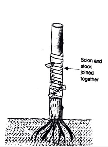 Vegetative Propagation Definition Types Examples And Significance